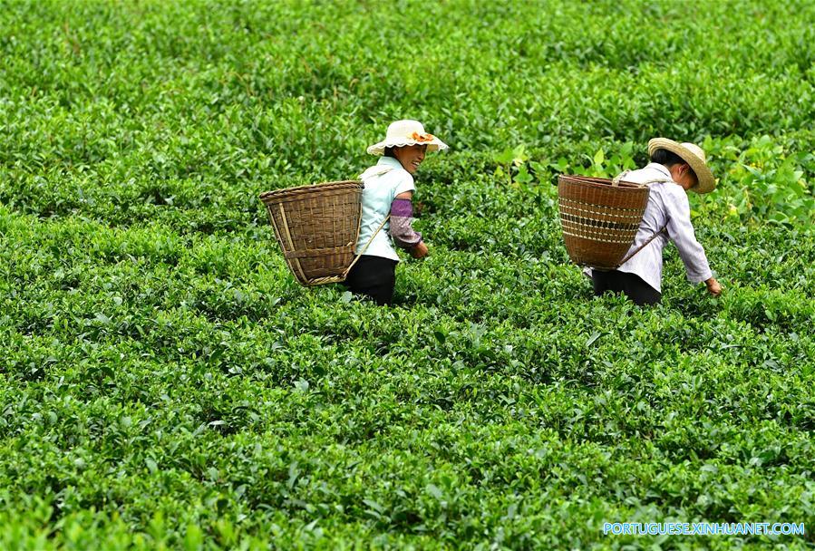 #CHINA-HUBEI-ENSHI-TEA-PICKING (CN)