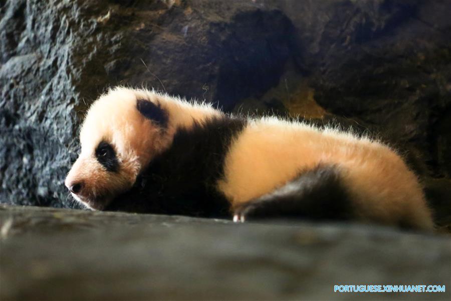 （国际）（2）比利时出生的大熊猫宝宝亮相动物园