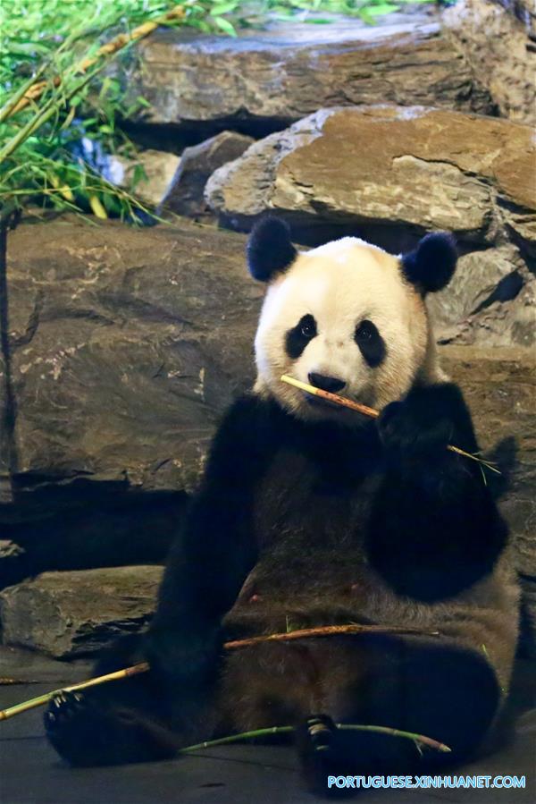 （国际）（3）比利时出生的大熊猫宝宝亮相动物园