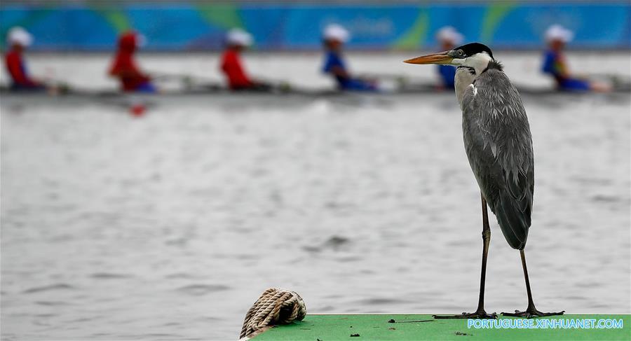 （里约奥运会）（1）赛艇——首个产生金牌日的比赛因天气原因被取消(2)