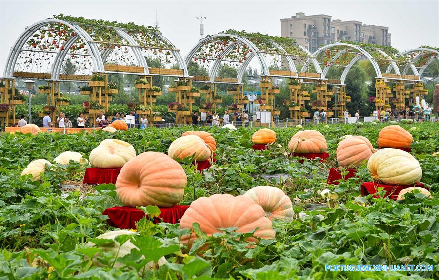 CHINA-JILIN-CHANGCHUN-AGRICULTURE EXPO (CN)