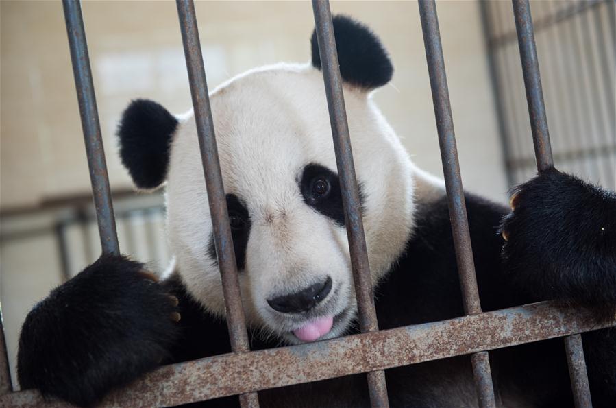 CHINA-SICHUAN-GIANT PANDA-WILD TRAINING (CN)