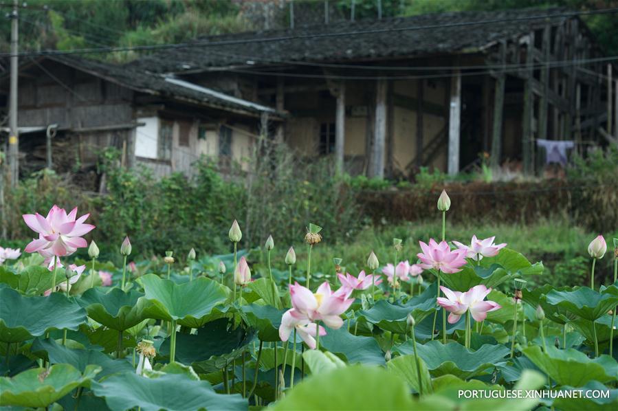 CHINA-FUJIAN-TERRACED FIELD-LOTUS (CN) 