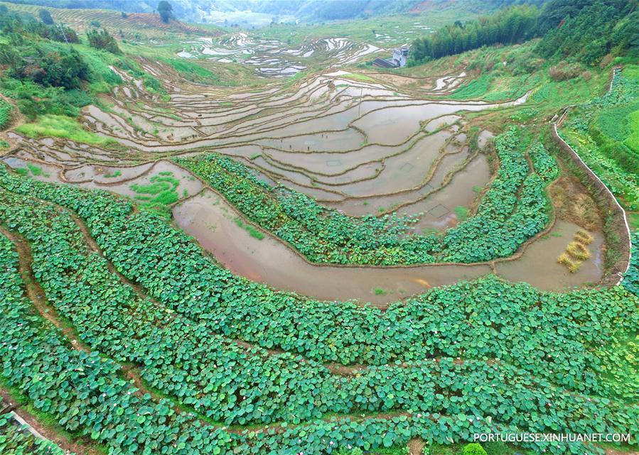 CHINA-FUJIAN-TERRACED FIELD-LOTUS (CN) 