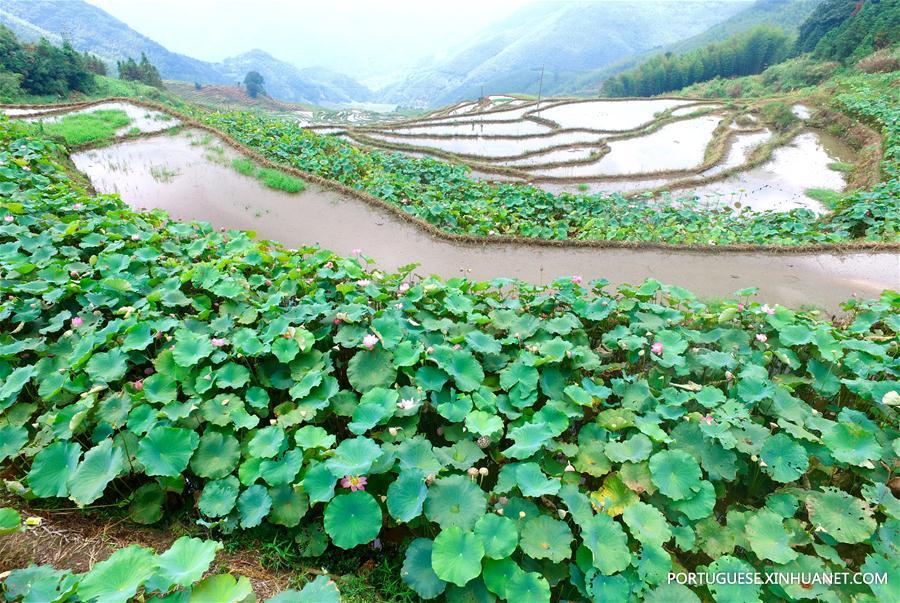 CHINA-FUJIAN-TERRACED FIELD-LOTUS (CN) 