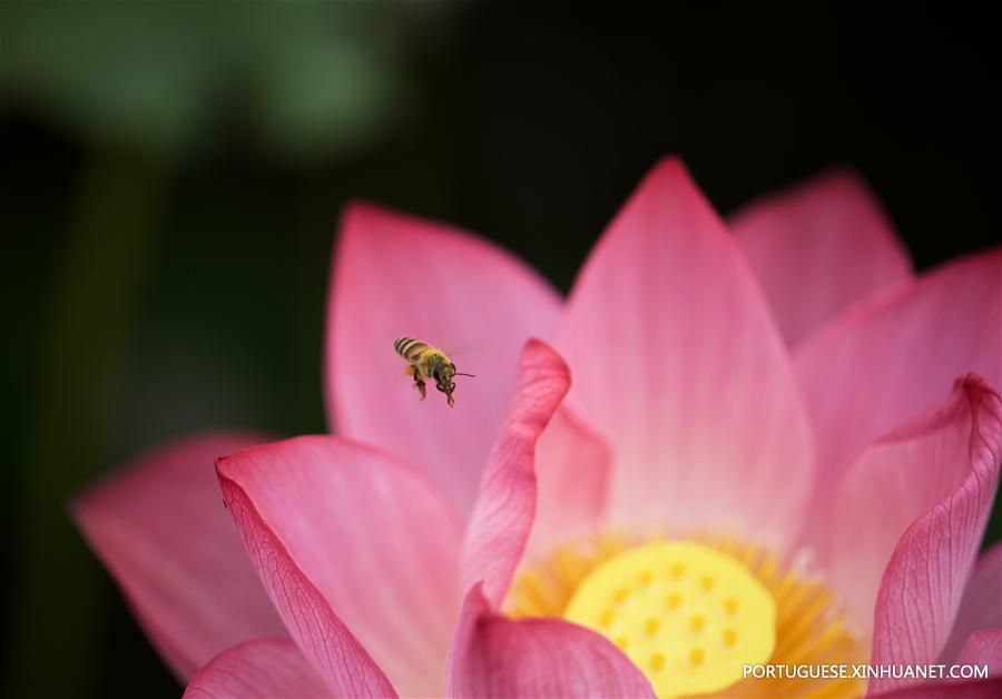 CHINA-FUJIAN-TERRACED FIELD-LOTUS (CN) 