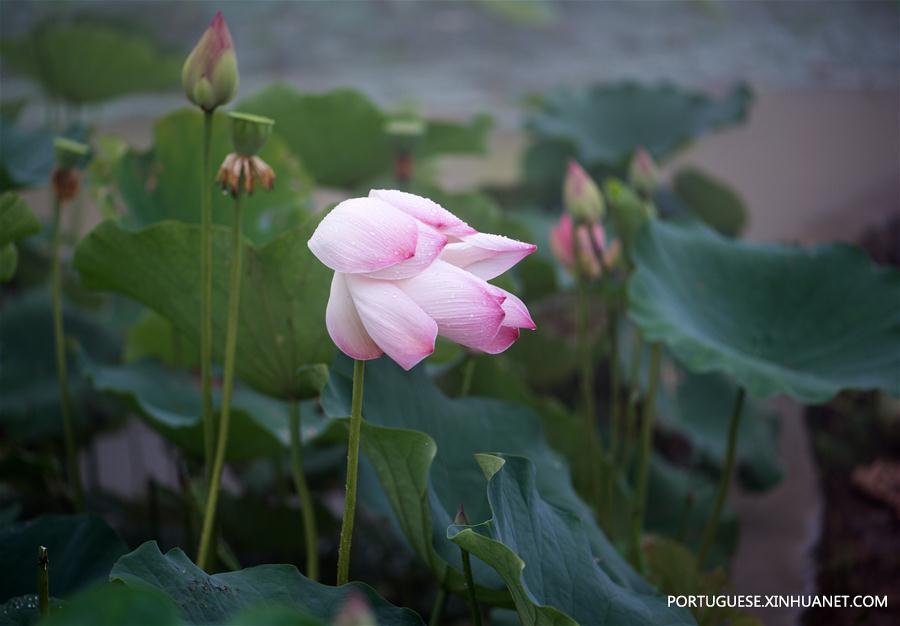 CHINA-FUJIAN-TERRACED FIELD-LOTUS (CN) 