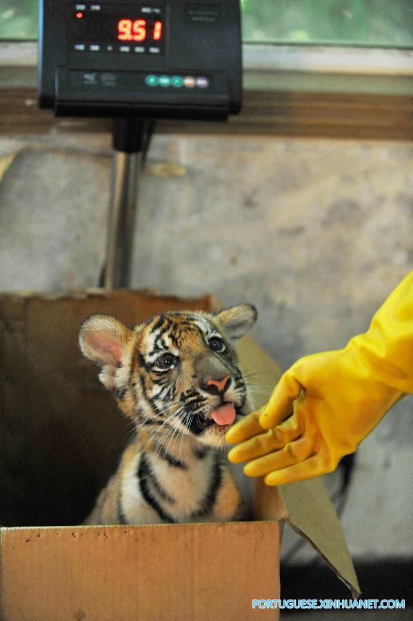 CHINA-NANCHANG-SOUTH CHINA TIGER-TWIN CUBS(CN)