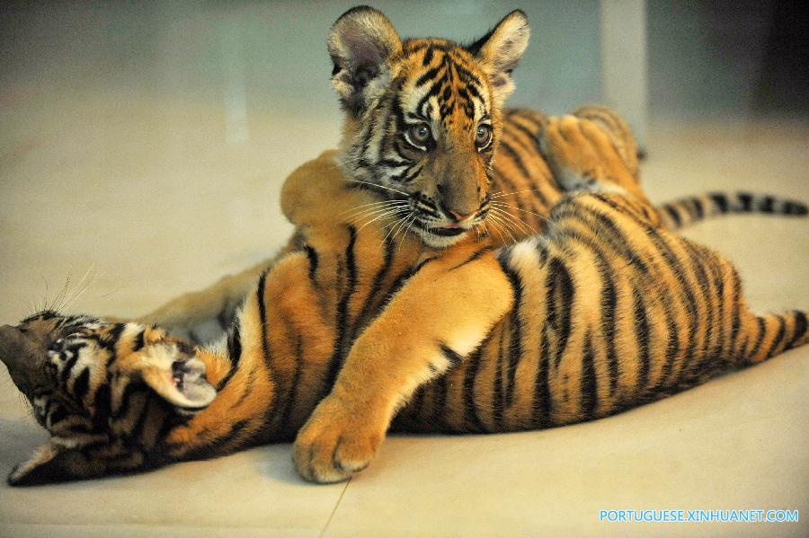 CHINA-NANCHANG-SOUTH CHINA TIGER-TWIN CUBS(CN)