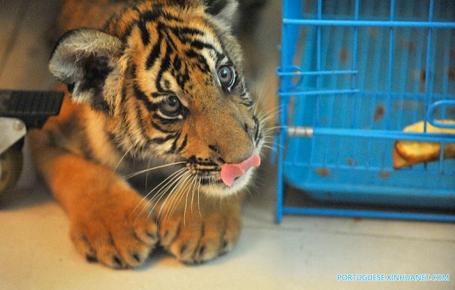 CHINA-NANCHANG-SOUTH CHINA TIGER-TWIN CUBS(CN)