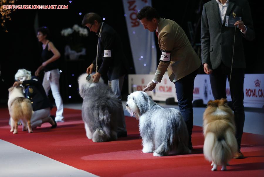 Belgique : salon européen de chiens 2016