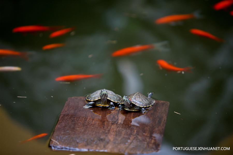 (G20 SUMMIT)CHINA-HANGZHOU-DAILY LIFE (CN)