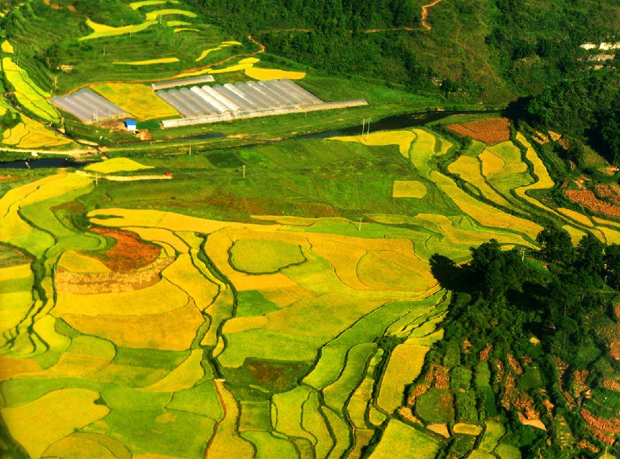 #CHINA-GUIZHOU-TERRACED FIELDS (CN)