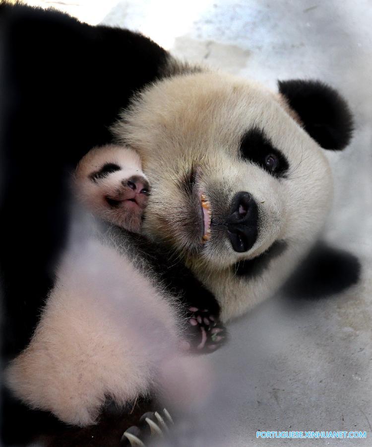 （社会）（2）大熊猫宝宝有了新名字