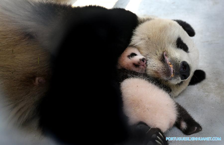 （社会）（3）大熊猫宝宝有了新名字