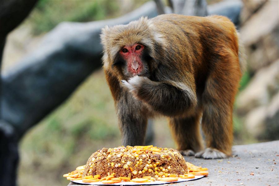 #CHINA-QINGDAO-ANIMALS-MOON CAKE (CN)