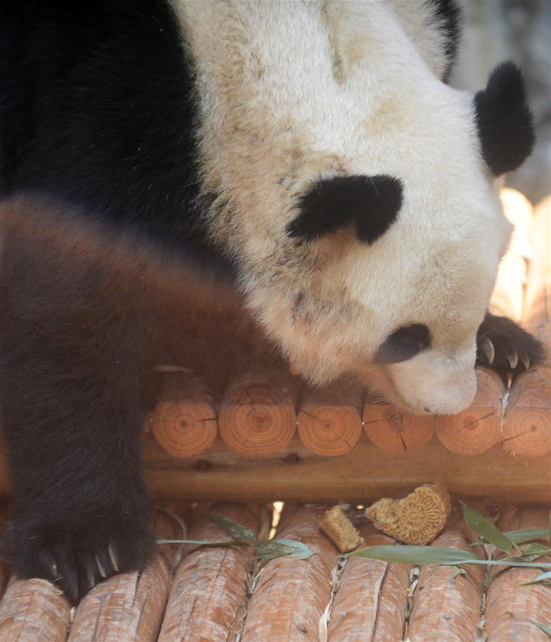 #CHINA-YANGZHOU-ANIMALS-MOON CAKE (CN)