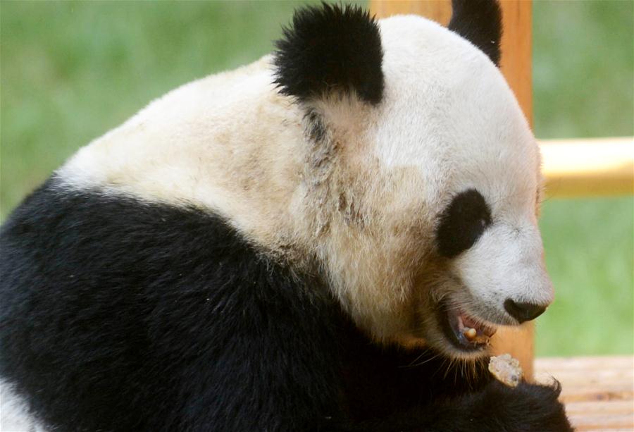 #CHINA-YANGZHOU-ANIMALS-MOON CAKE (CN)