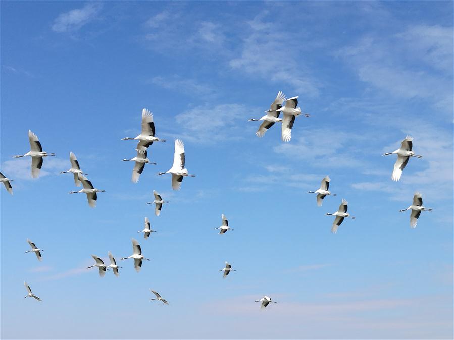 (晚报)(1)扎龙湿地“鹤飞天”