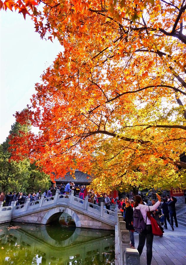 CHINA-BEIJING-AUTUMN-RED LEAVES (CN)