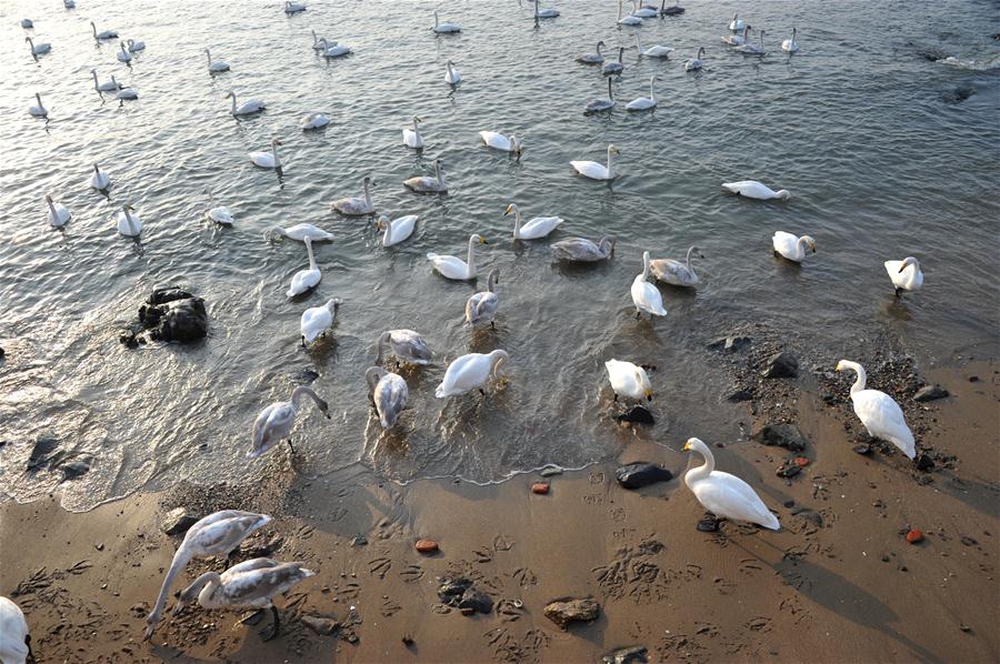 CHINA-SHANDONG-RONGCHENG-WHOOPER SWANS-NATURE RESERVE (CN)