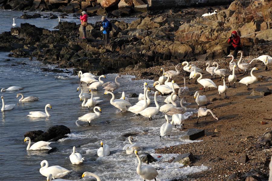 CHINA-SHANDONG-RONGCHENG-WHOOPER SWANS-NATURE RESERVE (CN)