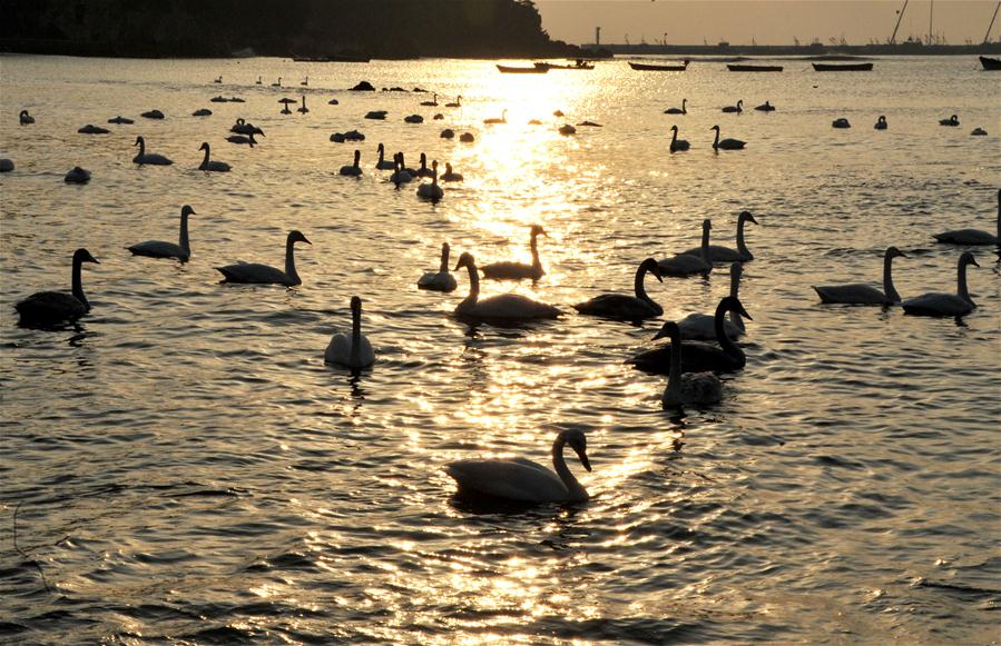 CHINA-SHANDONG-RONGCHENG-WHOOPER SWANS-NATURE RESERVE (CN)