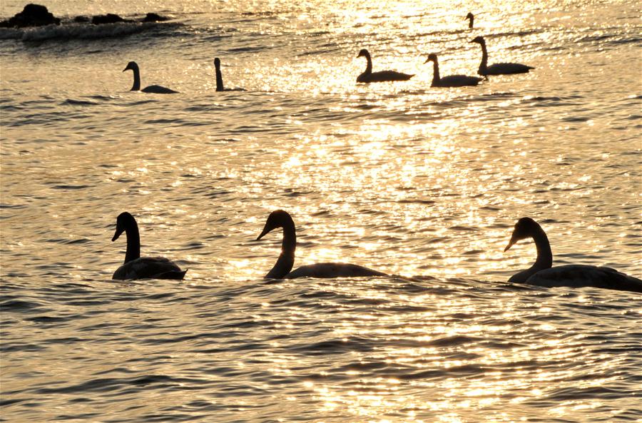 CHINA-SHANDONG-RONGCHENG-WHOOPER SWANS-NATURE RESERVE (CN)