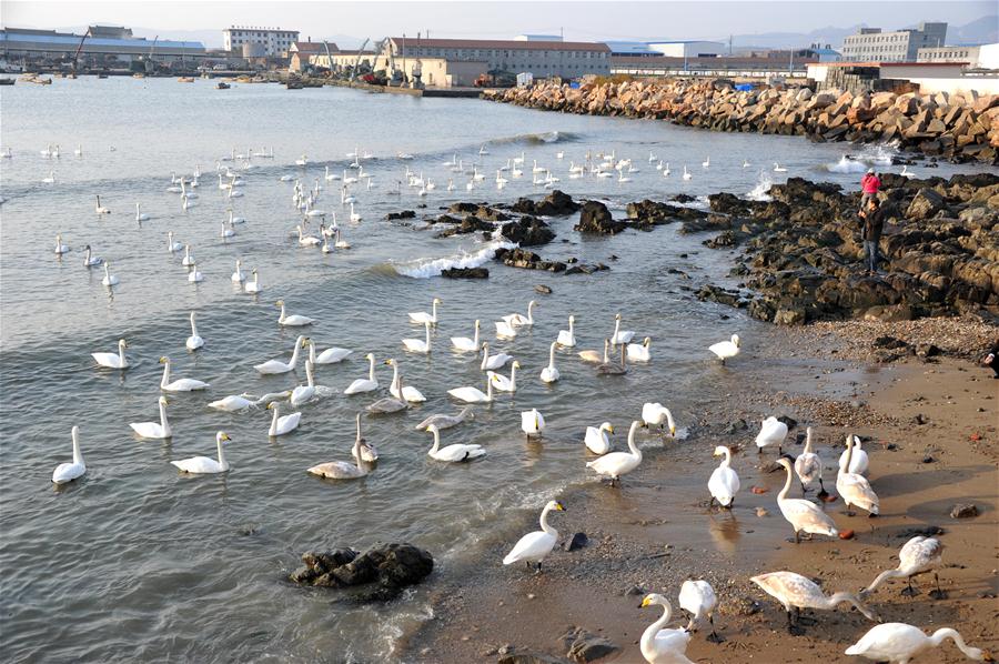 CHINA-SHANDONG-RONGCHENG-WHOOPER SWANS-NATURE RESERVE (CN)