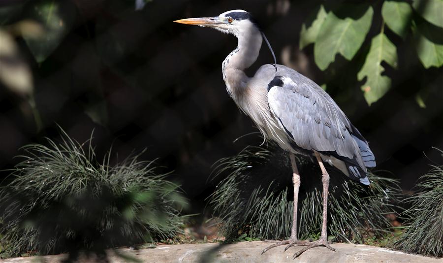 NEPAL-LALITPUR-CENTRAL ZOO