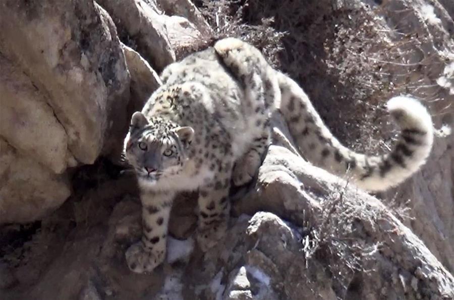 (新华网)(1)甘肃一保护区近距离拍摄到雪豹活动场景