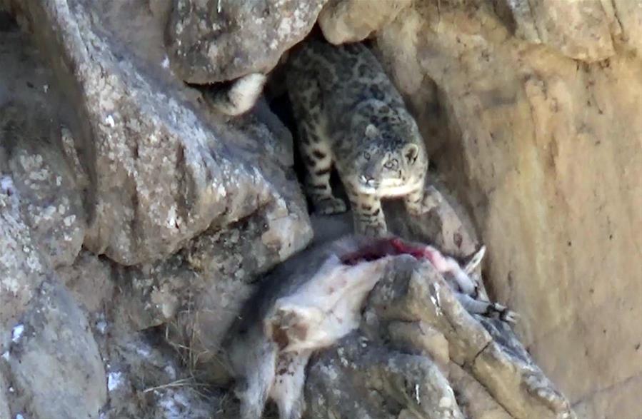 (新华网)(2)甘肃一保护区近距离拍摄到雪豹活动场景