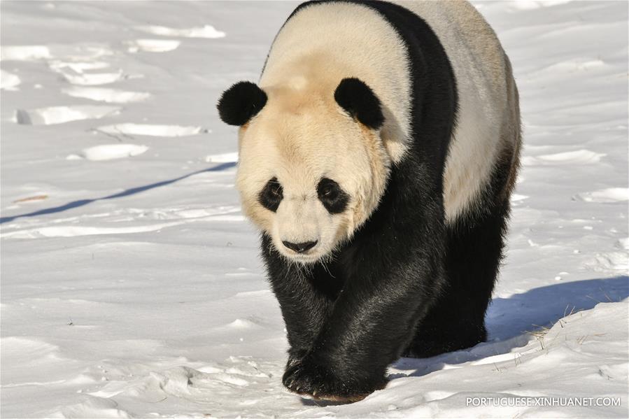 CHINA-HEILONGJIANG-GIANT PANDA (CN)