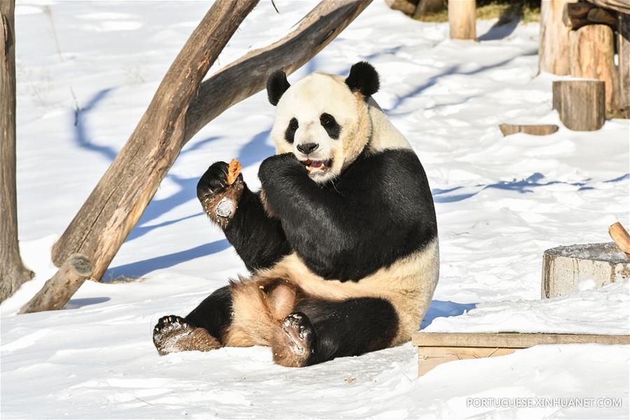 CHINA-HEILONGJIANG-GIANT PANDA (CN)