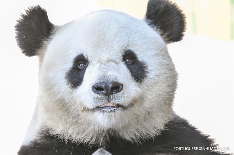 CHINA-HEILONGJIANG-GIANT PANDA (CN)