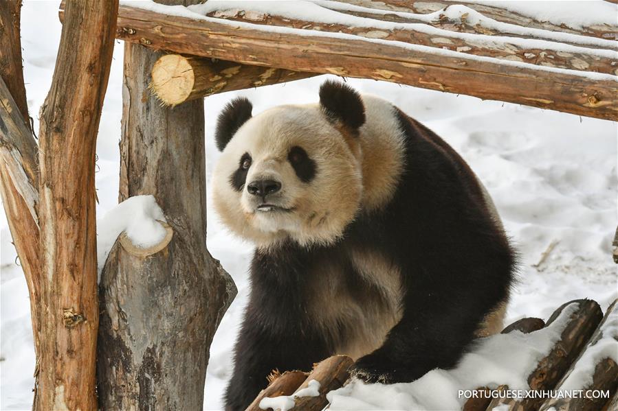 CHINA-HEILONGJIANG-GIANT PANDA (CN)