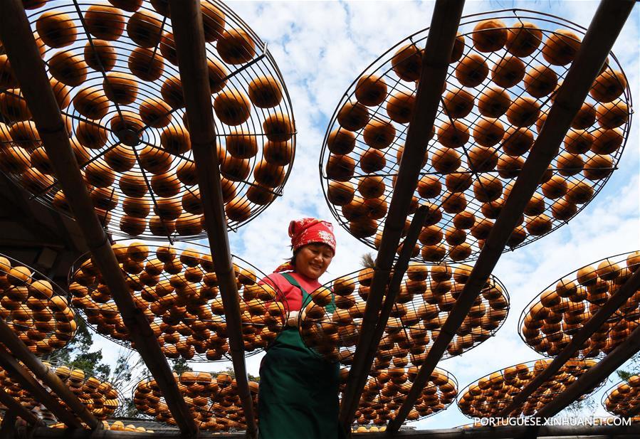 CHINA-HSINCHU-PERSIMMON-HARVEST (CN) 