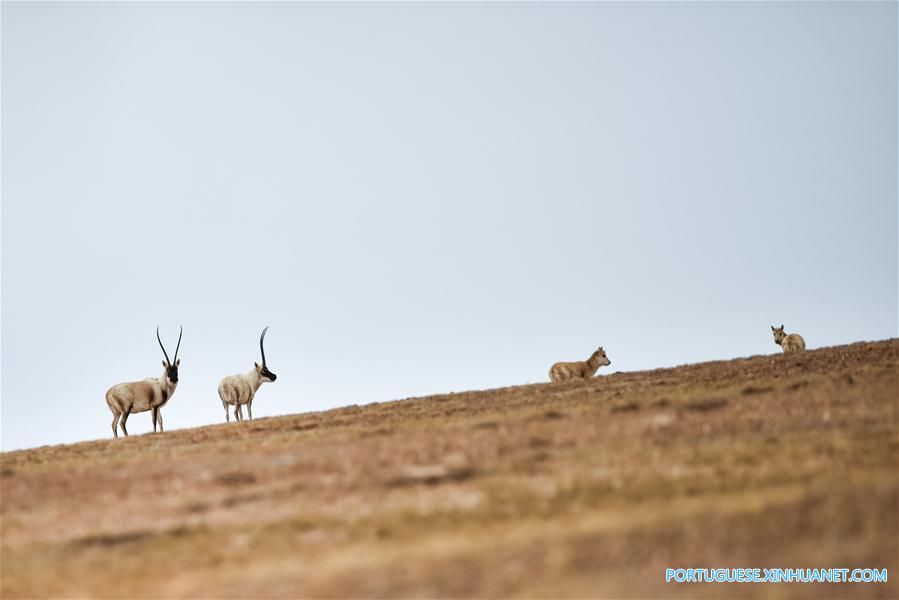 (2)CHINA-QINGHAI-MEDIO AMBIENTE-FAUNA  