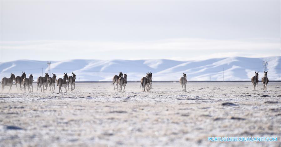 (3)CHINA-QINGHAI-MEDIO AMBIENTE-FAUNA  