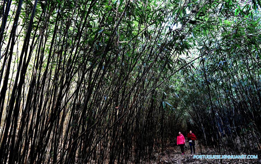 CHINA-SHAANXI-HANZHONG-BAMBOO FOREST(CN)