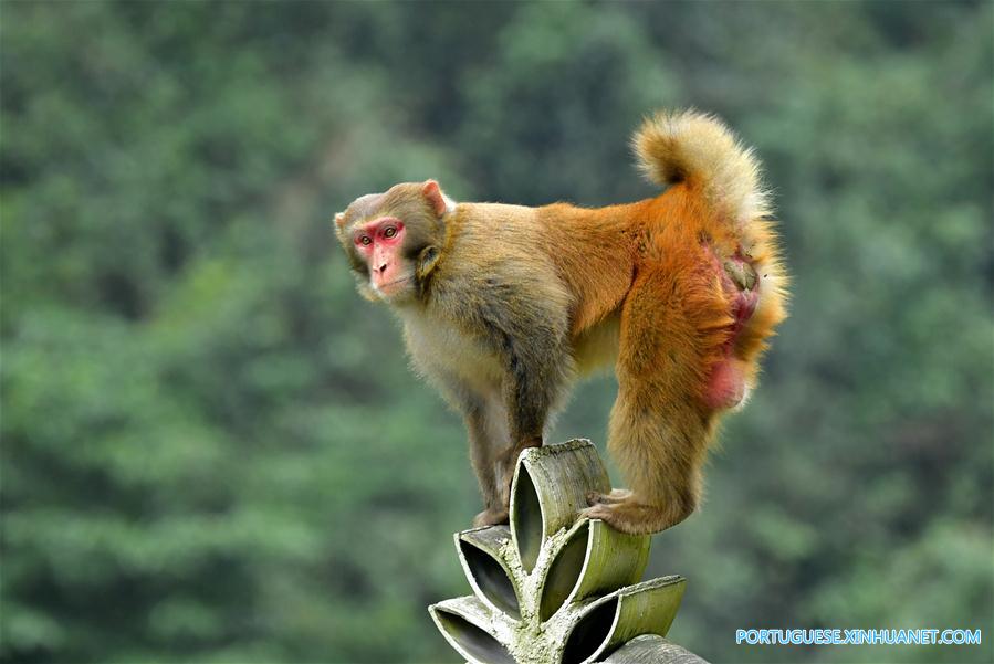 #CHINA-HUBEI-XUAN'EN-MACAQUE (CN)