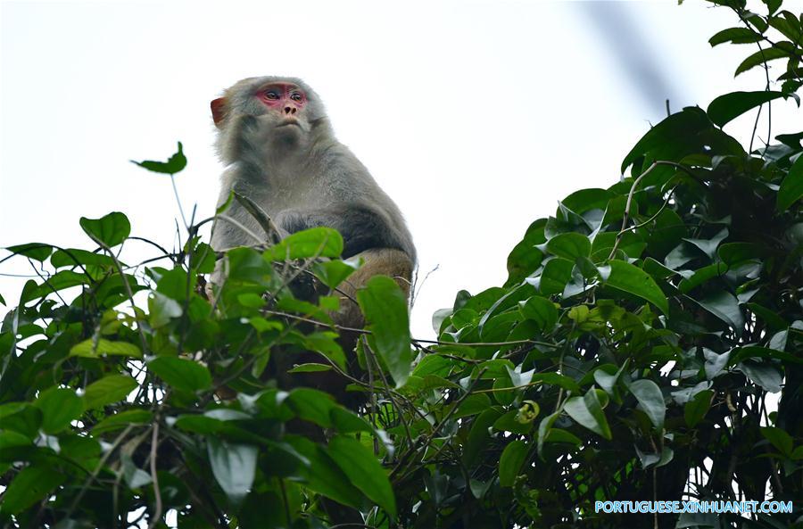 (1)CHINA-HUBEI-MEDIO AMBIENTE-FAUNA