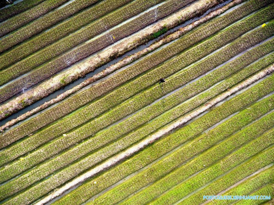 CHINA-GUANGXI-QINZHOU-FARM (CN)