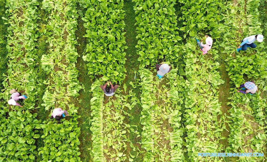 CHINA-GUANGXI-QINZHOU-FARM (CN)