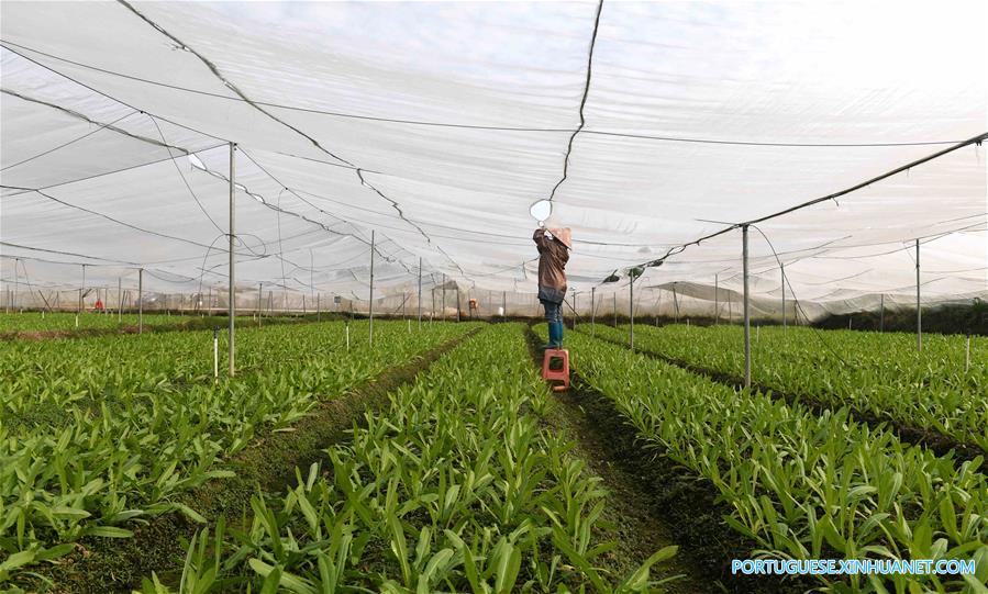 CHINA-GUANGXI-QINZHOU-FARM (CN)