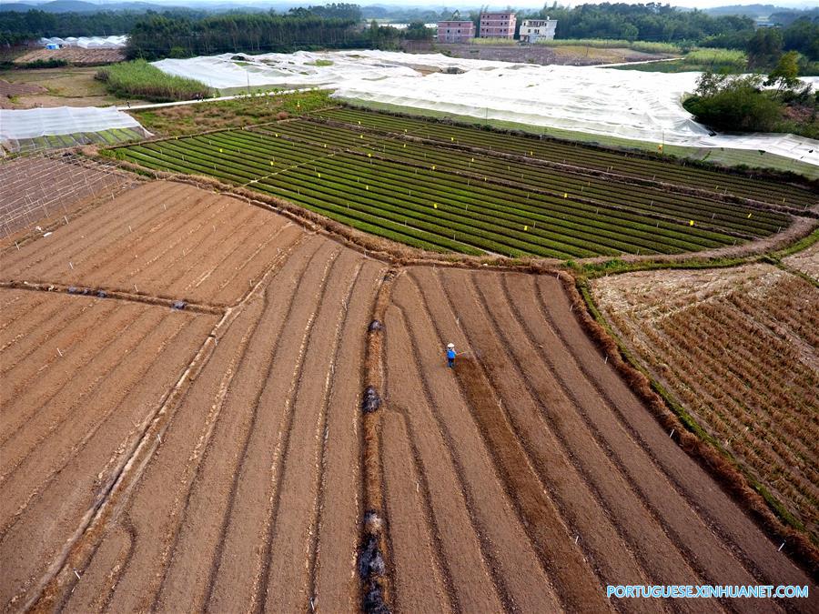 CHINA-GUANGXI-QINZHOU-FARM (CN)