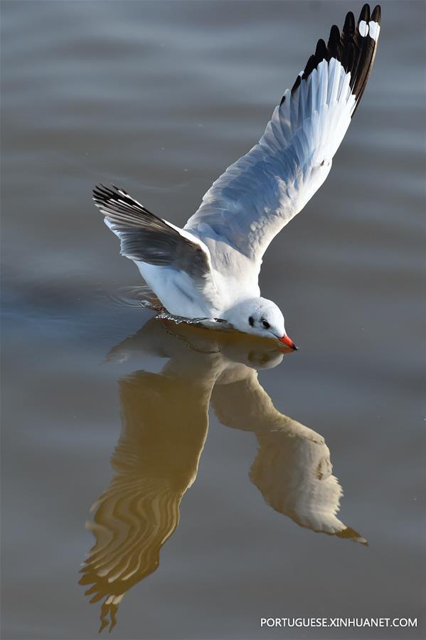 THAILAND-SAMUT PRAKAN-GULF-SEAGULL-MIGRATION