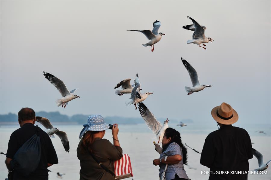 THAILAND-SAMUT PRAKAN-GULF-SEAGULL-MIGRATION