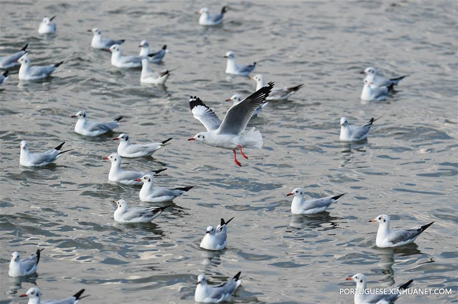 THAILAND-SAMUT PRAKAN-GULF-SEAGULL-MIGRATION