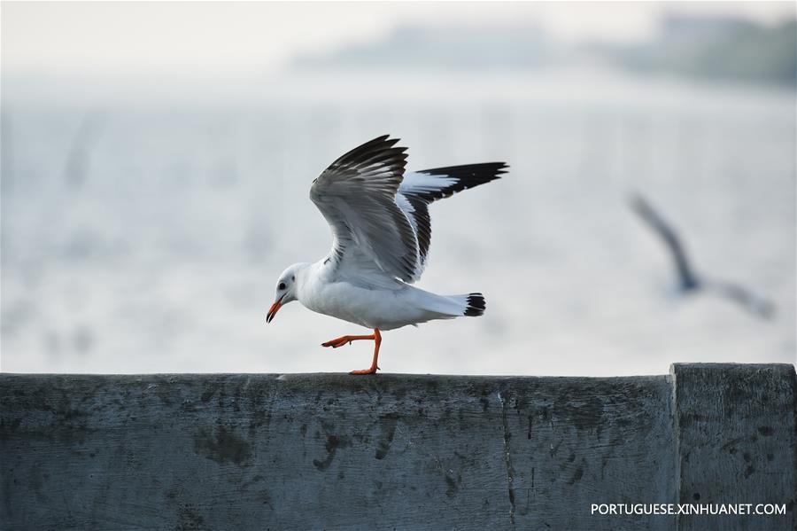 THAILAND-SAMUT PRAKAN-GULF-SEAGULL-MIGRATION